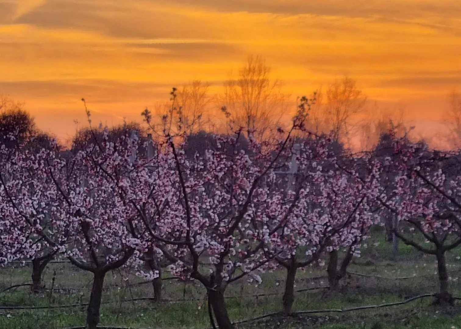 Appartement Calicanto - Dimora Nel Parco à Faenza 0*,