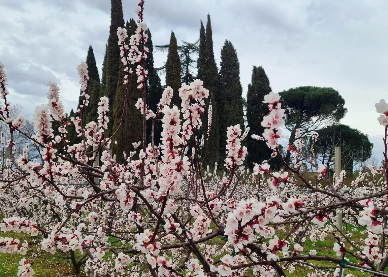 Appartement Calicanto - Dimora Nel Parco à Faenza